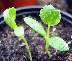 Attēlu rezultāti vaicājumam “Eryngium maritimum leaf”