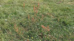 Attēlu rezultāti vaicājumam “Rumex thyrsiflorus”