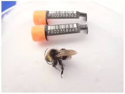 Attēlu rezultāti vaicājumam “Psithyrus sylvestris”