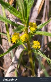 Attēlu rezultāti vaicājumam “Lysimachia thyrsiflora bud”