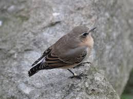 Attēlu rezultāti vaicājumam “Oenanthe oenanthe juvenile”