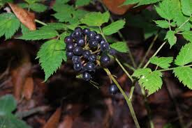 Attēlu rezultāti vaicājumam “Actaea spicata fruit”