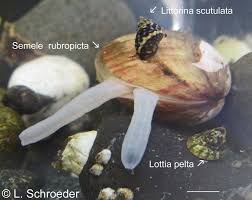 Attēlu rezultāti vaicājumam “Physarum bivalve sessile”