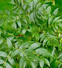 Attēlu rezultāti vaicājumam “Fraxinus excelsior leaf”