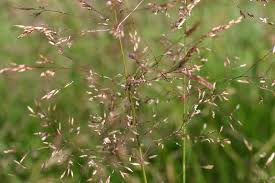 Attēlu rezultāti vaicājumam “Agrostis capillaris”