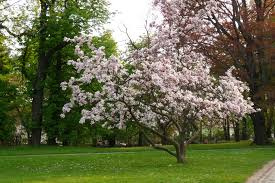 Attēlu rezultāti vaicājumam “Magnolia x soulangeana”