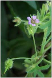 Attēlu rezultāti vaicājumam “Geranium pusillum flower”