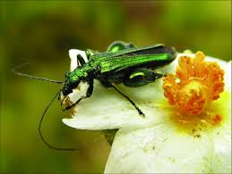 Attēlu rezultāti vaicājumam “Xylita laevigata”