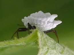 Attēlu rezultāti vaicājumam “Orthezia urticae”