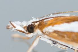 Attēlu rezultāti vaicājumam “Catoptria permutatellus”