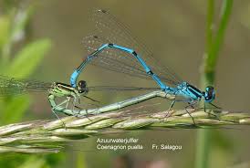 Attēlu rezultāti vaicājumam “Coenagrion puella”