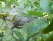 Attēlu rezultāti vaicājumam “Yponomeuta malinellus / cagnagella larva”
