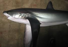 Image result for Alopias pelagicus