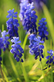 Attēlu rezultāti vaicājumam “Muscari neglectum flower”