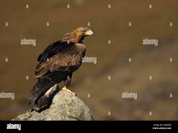 Attēlu rezultāti vaicājumam “Aquila chrysaetos adult”