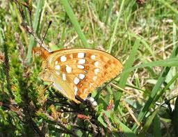 Attēlu rezultāti vaicājumam “Argynnis adippe underside”