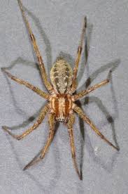 Attēlu rezultāti vaicājumam “Agelena labyrinthica”