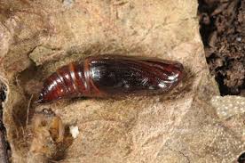 Attēlu rezultāti vaicājumam “Hydriomena impluviata”