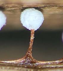 Attēlu rezultāti vaicājumam “Didymium nigripes spores”