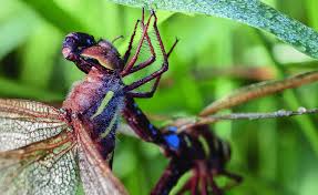 Attēlu rezultāti vaicājumam “Aeshna grandis”