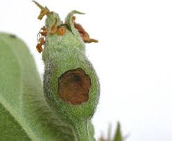 Attēlu rezultāti vaicājumam “Orthosia sp. larva”