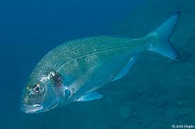 Image result for Sparus aurata