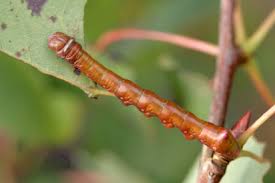 Attēlu rezultāti vaicājumam “Pheosia tremula”