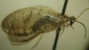 Attēlu rezultāti vaicājumam “Hemerobius perelegans”