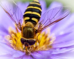 Attēlu rezultāti vaicājumam “Syrphidae”