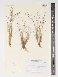 Attēlu rezultāti vaicājumam “Juncus alpinoarticulatus leaf”