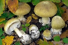 Attēlu rezultāti vaicājumam “Amanita phalloides”