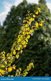 Attēlu rezultāti vaicājumam “Cercidiphyllum japonicum flower”