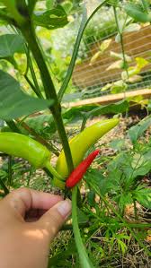 Afbeeldingsresultaat voor thai yellow hot pepper