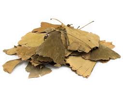 Attēlu rezultāti vaicājumam “Ginkgo biloba leaf”