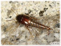 Attēlu rezultāti vaicājumam “Sepedophilus sp.”