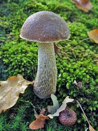 Attēlu rezultāti vaicājumam “Leccinum melaneum”