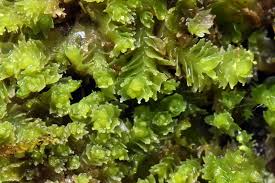 Attēlu rezultāti vaicājumam “Scorpidium cossonii”