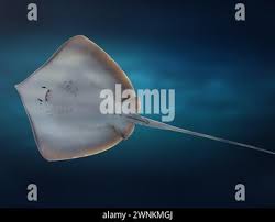 Image result for Hypanus americanus