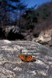Attēlu rezultāti vaicājumam “Nymphalis xanthomelas underside”
