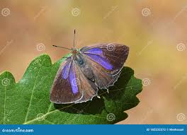 Attēlu rezultāti vaicājumam “Favonius quercus”