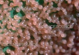 Attēlu rezultāti vaicājumam “Physarum cinereum”