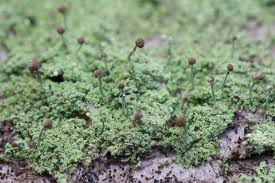 Attēlu rezultāti vaicājumam “Chaenotheca chlorella”