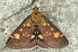 Attēlu rezultāti vaicājumam “Pyrausta aurata”