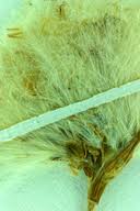 Attēlu rezultāti vaicājumam “Eriophorum gracile fruit”