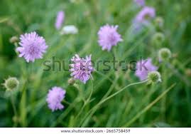 Attēlu rezultāti vaicājumam “Knautia arvensis leaf”