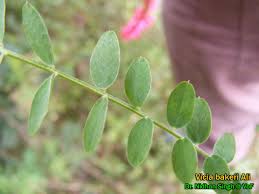 Attēlu rezultāti vaicājumam “Vicia sylvatica leaf”