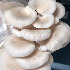 Attēlu rezultāti vaicājumam “Hypsizygus ulmarius”