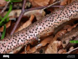 Attēlu rezultāti vaicājumam “Diatrype disciformis”