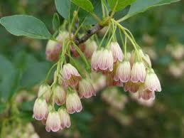 Attēlu rezultāti vaicājumam “Enkianthus chinensis flower”