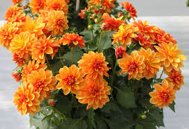 Image result for Dahlia x pinnata `Redskin`
